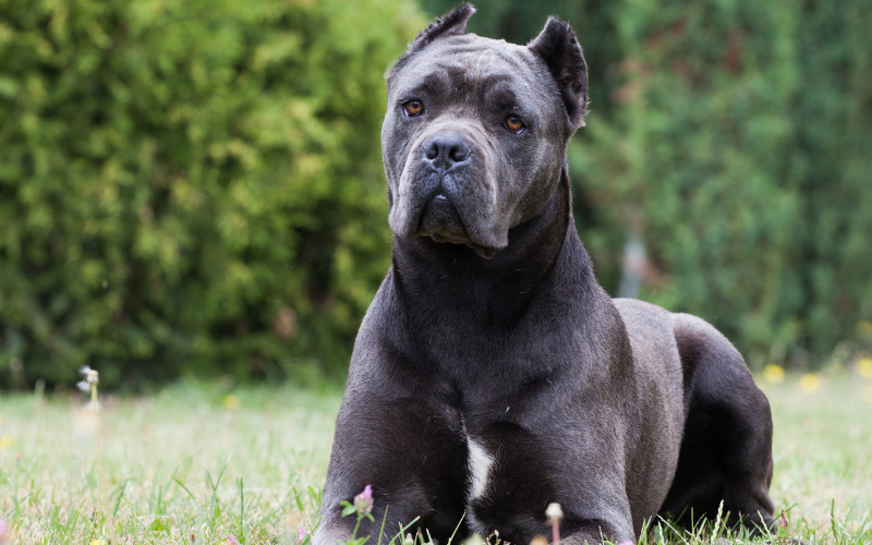 Разследват нападение от куче над дете в село Кънчево