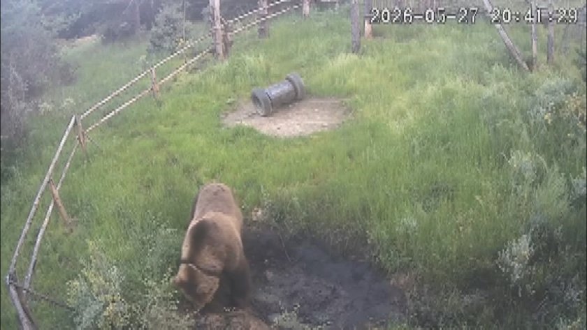 видях мечка замръзнах справят опасността сандански