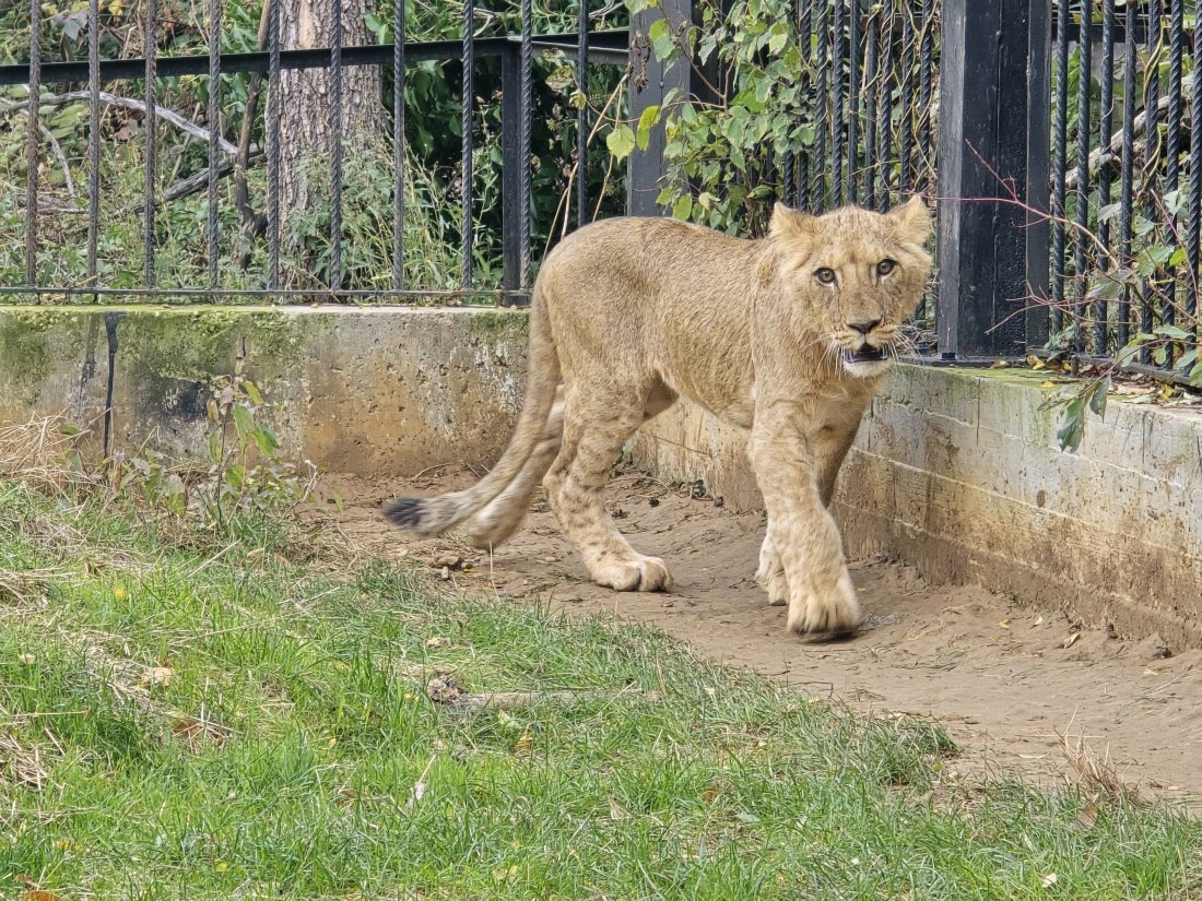 Новото лъвче Макена привлича посетители в зоопарка в Ловеч