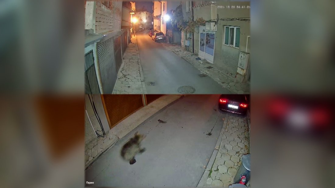 Местната власт в Благоевград реагира на появата на мече