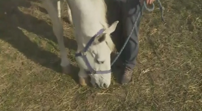 Във варненско село набират средства за закупуване на терапевтичен кон