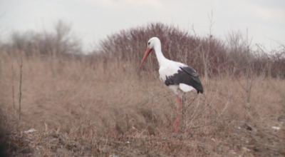 Пловдивското село Белозем посрещна първите щъркели