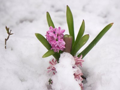 Пробуждане на пролетта