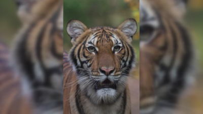 Тигър е заразен с COVID-19 в зоопарк в Ню Йорк
