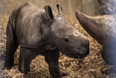 Бебе носорог се роди в зоопарка в Копенхаген