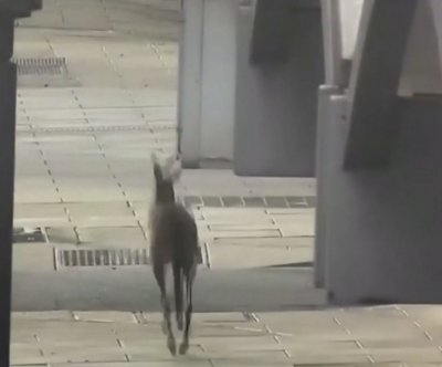 Необезпокоявано кенгуру се разходи по улиците на Аделаида