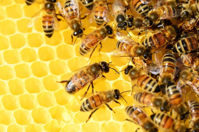 Пчелари в Плевенско: Пръскат с препарати, отравящи пчелите