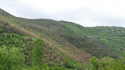 Съхнат иглолистни гори в Благоевградско