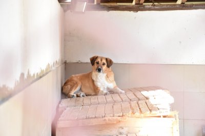 Общинският приют за кучета в Пловдив търси добри стопани за настанените животни