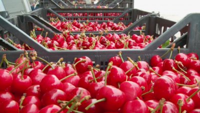 Слаба реколта на череши в Пловдивско