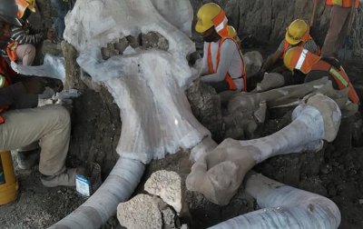 Останките на 60 мамута открити при строеж в столицата на Мексико