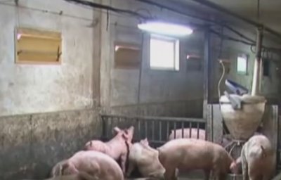 Свинекомплексите в Русенско, пострадали от чумата, надигат глава