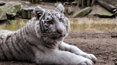 #60 секунди без COVID-19: Зоопаркът на София с вход свободен на 1 юни