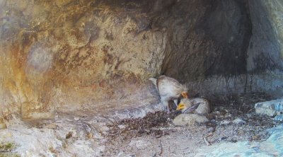 Бебе египетски лешояд се излюпи в Провадия. Как се чувства и какво прави - гледайте на живо
