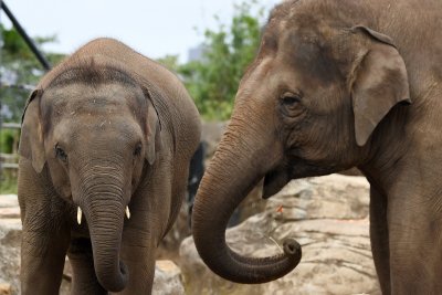 Индиец изуми света, остави наследството си на слонове