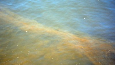 Разследват 9 години назад за престъпления за замърсяването на Варненското езеро