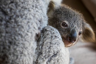 Ще изчезнат ли коалите от Нов Южен Уелс?