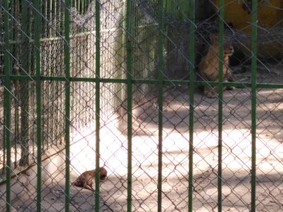 Двe лъвчета се родиха в зоопарка в Благоевград, но дали ще оцелеят?