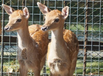 Две еленчета се родиха в зоопарка в Разград