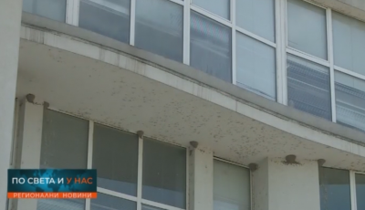 Лястовици свиха гнезда по сградата на екоинспекцията в Русе, експерти се грижат за малките