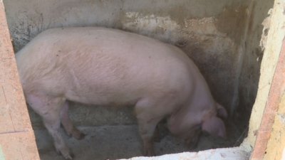 Година по-късно: Няма огнища на Африканска чума по свинете в Русенско