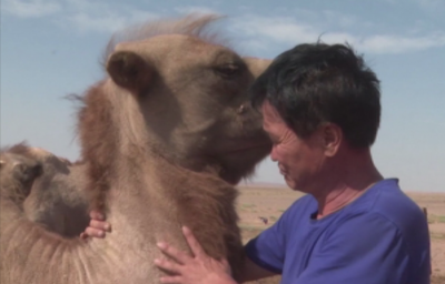 Камила измина 100 км през пустиня, за да се върне при любимия си стопанин