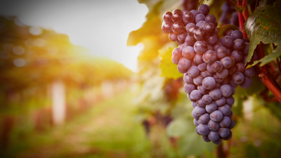 4 извънредни мерки са осигурени за гроздо и винопроизводителите през настоящата година