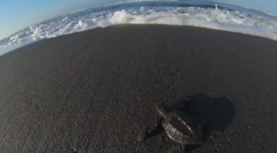 Пуснаха новоизлюпени морски костенурки в океана в Гватемала