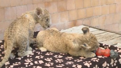 Две лъвчета са най-новите обитатели на варненския Зоокът