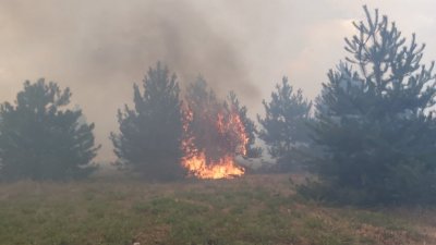 Пожарът в боровата гора над Карлово се разраства
