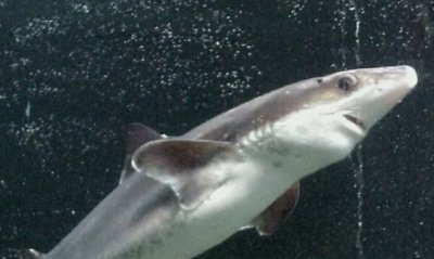 Намалява популацията на черноморската акула