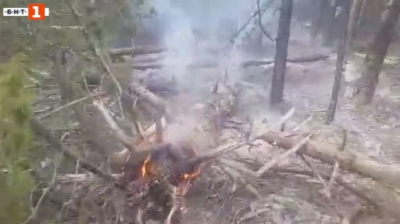 Пожар в иглолистна гора край Девин
