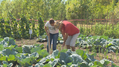 Младежи със специфични проблеми намериха работа в зеленчукова градина
