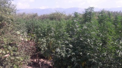 В Хисаря: Разкриха плантация за канабис, хванаха собственика дрогиран зад волана