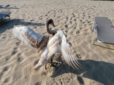 Лебедите се завърнаха по Черноморието