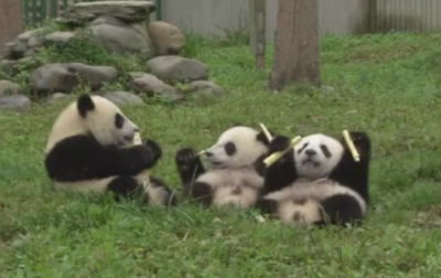 Сладки панди отпразнуваха първия си рожден ден в Китай