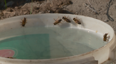 Млад пчелар възстанови кошерите си само година след унищожителен пожар