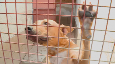 В Пловдив започва инициатива за осиновяване на кучета
