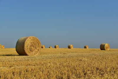 Предвиждат обезщетения de minimis за земеделските стопани заради сушата