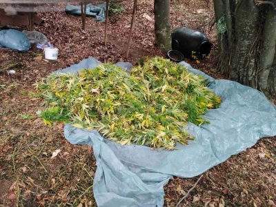 Откриха нива с марихуана в село Влахи, двама са задържани