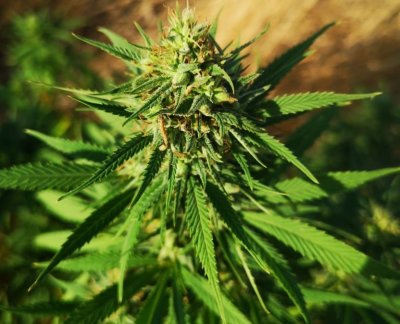 Дилър и собственик на малка плантация с марихуана са задържани в Стамболийски