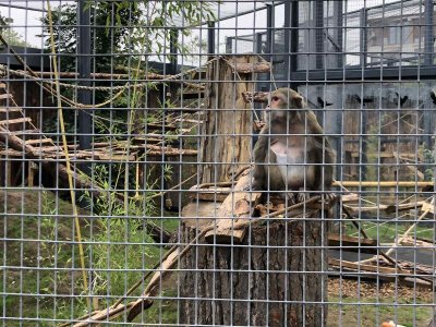 Маймуните от Столичния зоопарк се нанесоха в обновения сектор