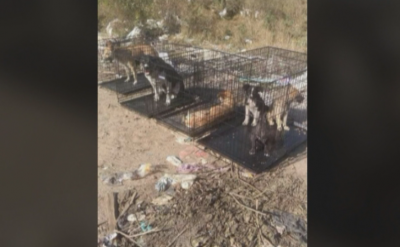 Спасиха кучета, изоставени в клетки на сметището в Самоков