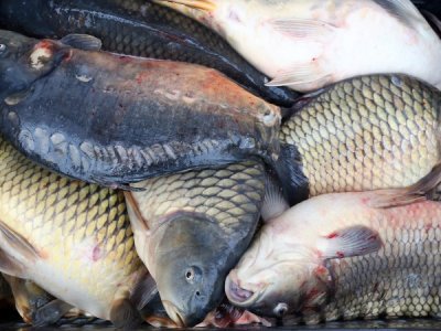 Инспектори заловиха около 250 кг незаконно уловена риба