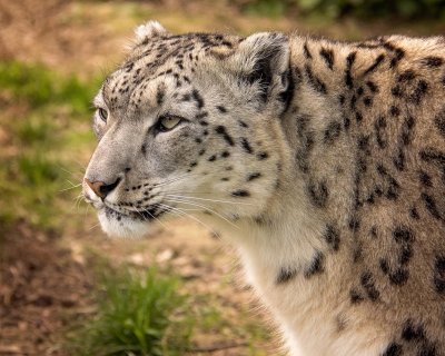 Снежният леопард Никс е новият обитател на Софийския зоопарк