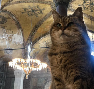 Почина котето Гли, един от символите на "Света София" в Истанбул