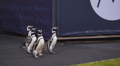 Пингвини се разходиха на стадион в Чикаго