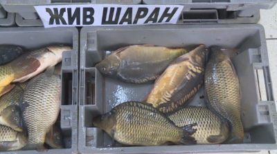 Преди Никулден: БАБХ проверява рибните пазари и борсите