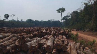 Обезлесяване в Амазония: Какви са причините?