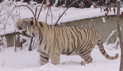 Бенгалският тигър от зоопарка в София се радва на снега (ВИДЕО)